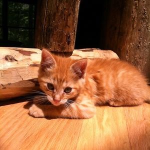 Meet your Posher, Julie